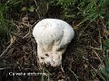 Calvatia utriformis-amf369-1